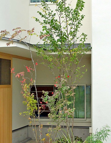 住まいを引き立ててくれるシンボルツリー